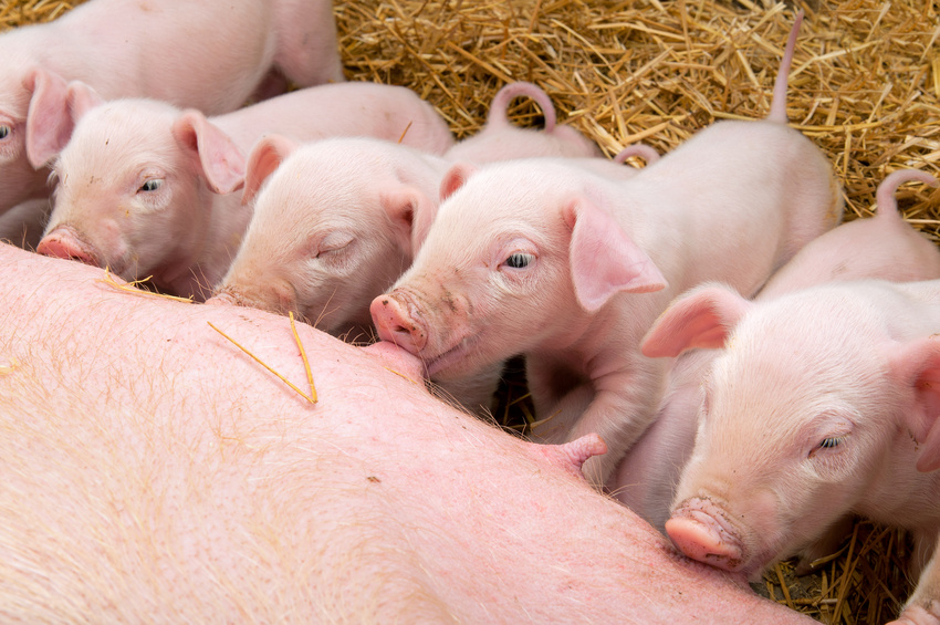 Bioseguridad en explotaciones porcinas
