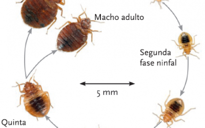 Los chinches de la cama , un insecto muy especial