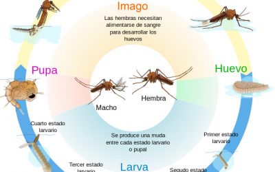 Programa de Control de Moscas y Mosquitos usando Larvicidas.