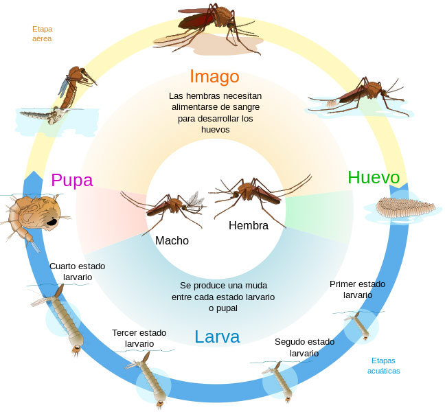 Programa de Control de Moscas y Mosquitos usando Larvicidas.
