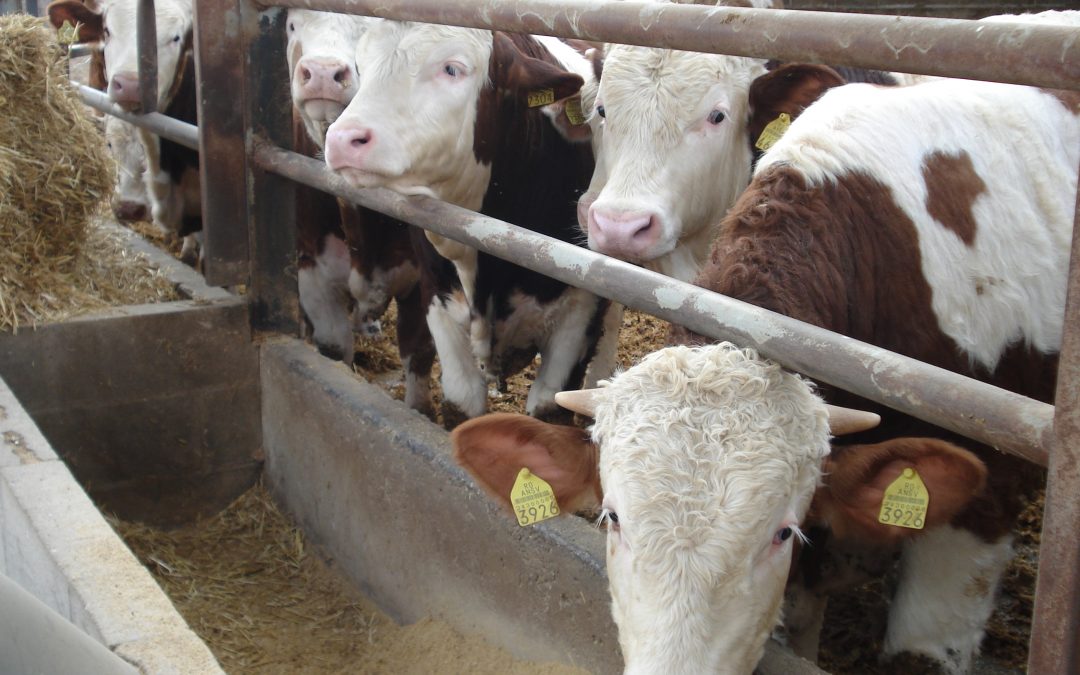 Un Médico cura las personas, un Veterinario cura la sociedad