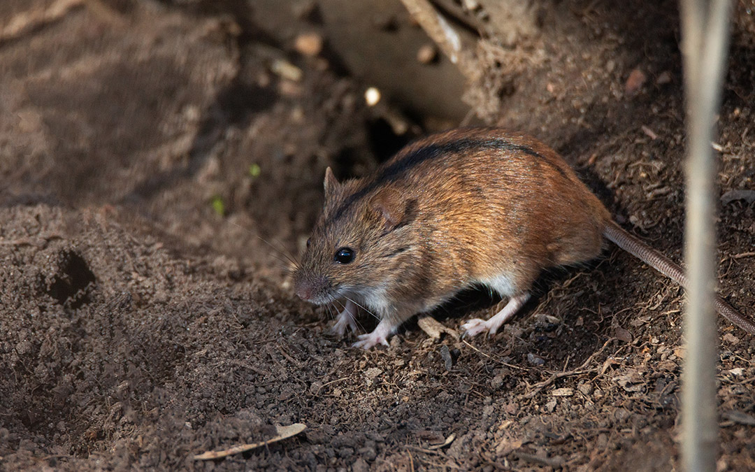 ¿Por qué es tan importante el control de roedores en explotaciones ganaderas?