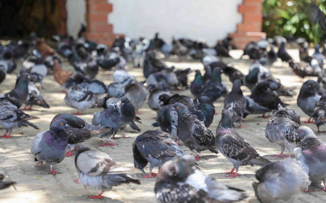 ¿Quieres conocer cómo se realiza el control de aves?