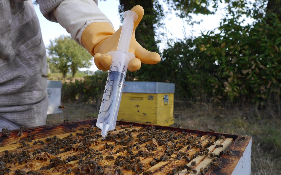 ¿Tiempo de verano? Tiempo de OXYBEE®