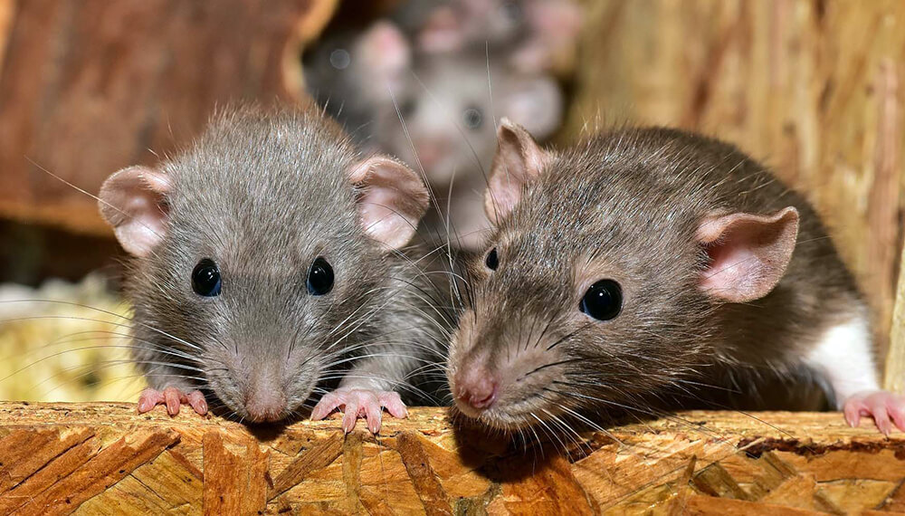 ¡Una sola pareja de ratas puede dar lugar a una población de 1.500 individuos en 1 año!