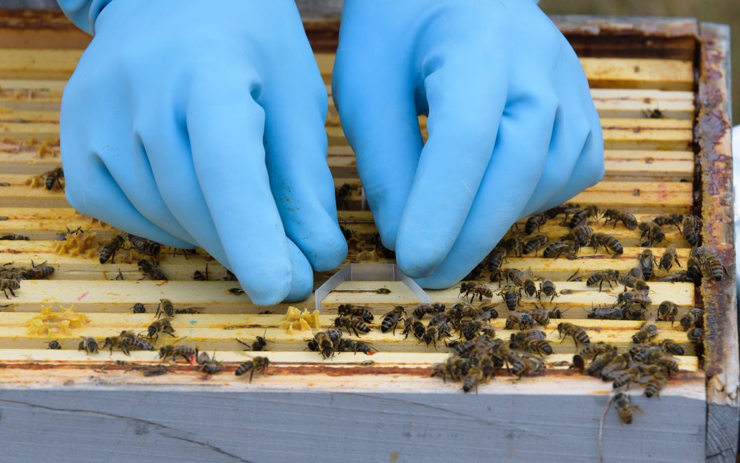 Bayvarol® una gran herramienta para usar en la rotación de principios activos frente al acaro varroa