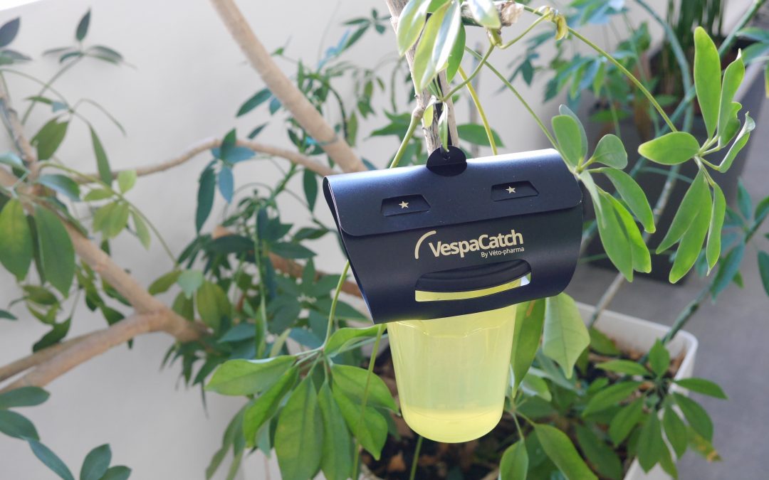 ¡Ahora es tiempo de trampeo de reinas fundadoras, cada reina capturada supone un nido menos en verano!