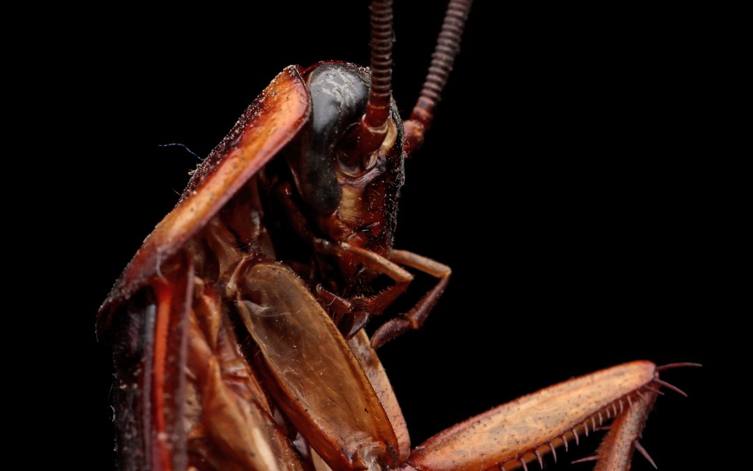 ¿Sabías que las cucarachas pueden vivir sin cabeza durante una semana?