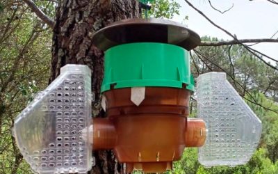 Es el momento de inicar la lucha frente a la vespa velutina