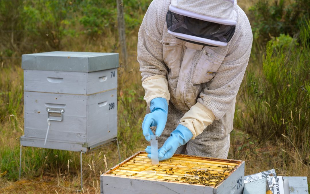 Bayvarol®: ¿Una herramienta olvidada en la rotación de moléculas frente al ácaro varroa?”