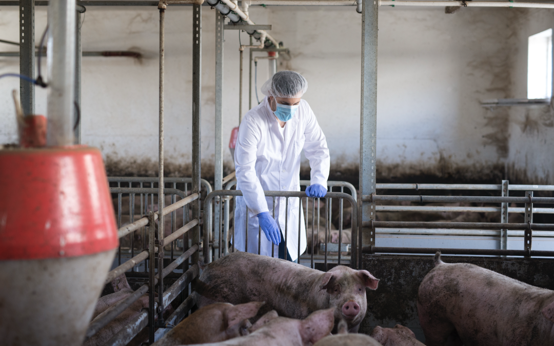 Bioseguridad en granjas: la barrera invisible que protege la sanidad animal y la rentabilidad de la explotación